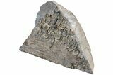 Fossil Ammonites With Petrified Drift Wood - Dorset, England #238079-3